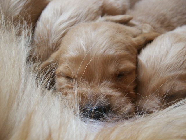 Chiots